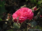 Rosemary Rose-1.jpg